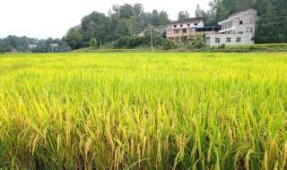 水稻亩产多少斤 水稻亩产多少斤